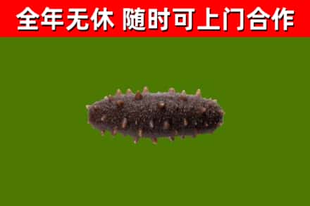 雷波回收海参干